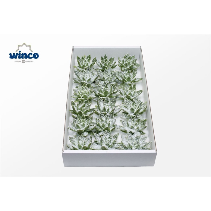 <h4>Echeveria White Snow Cutflower Wincx-8cm</h4>