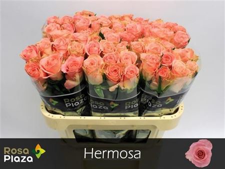 <h4>R Gr Hermosa+</h4>