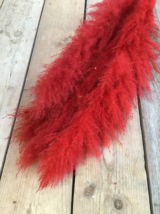 DRIED CORTADERIA RED XL PS