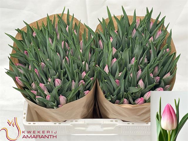 <h4>Tulipa si bolroyal pink</h4>