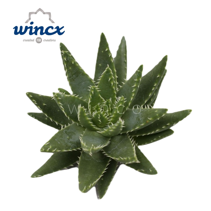 Aloe Brevifolia Cutflower Wincx-10cm