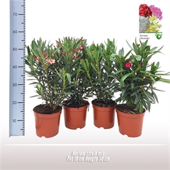 <h4>Nerium oleander struik</h4>
