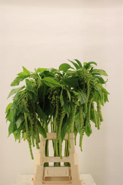 <h4>Amaranthus caudatus cycloop</h4>