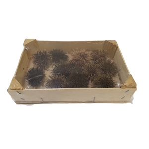 Sea Urchin Ø5cm 12pc in box Natural