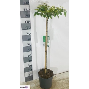Viburnum plicatum Watanabe 26Ø 140cm