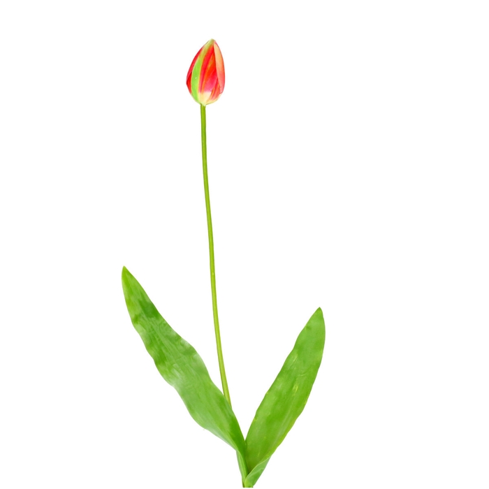 Kunstbloemen Tulipa 66cm