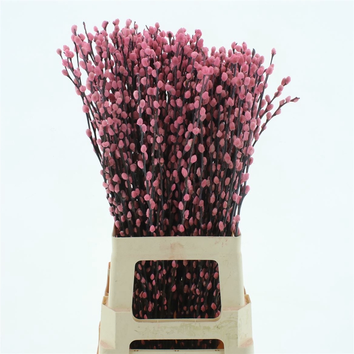 <h4>Salix Snow Flake Klb Light Pink</h4>