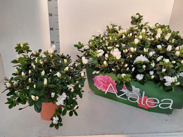 Rhododendron simsii Witte Vogel 16Ø 30cm 37Ø