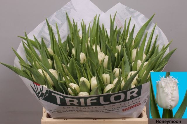 <h4>Tulipa (Fri. Honeymoon</h4>