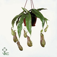 <h4>Nepenthes Nepenthes</h4>