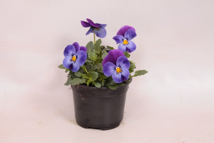 Viola cornuta F1 Violet Blue