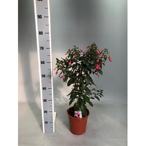 Fuchsia 19Ø 80cm
