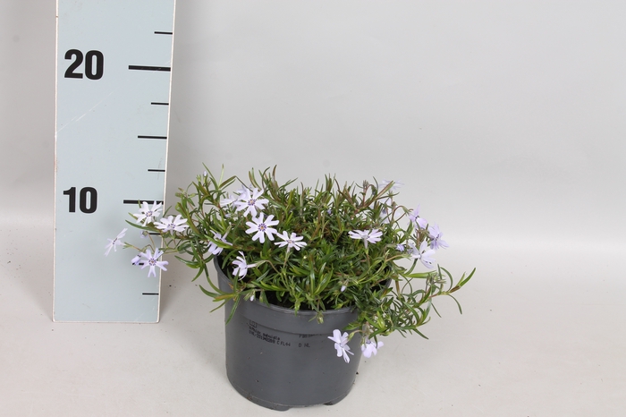 vaste planten 12 cm Phlox fabulous Blue