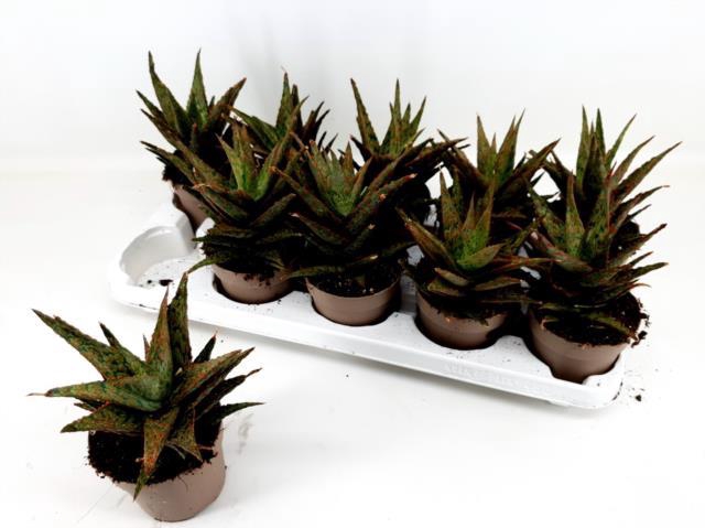 Aloe Variegata 10,5Ø 25cm