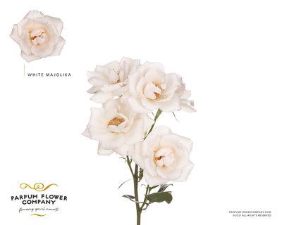 <h4>Rosa sp garden white majolica</h4>