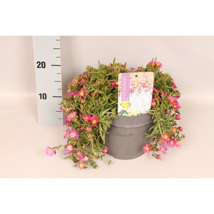 vaste planten 19 cm  Delosperma pink