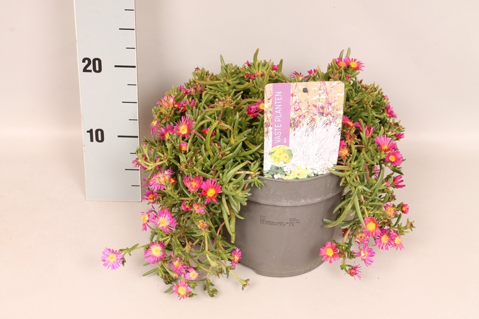 vaste planten 19 cm  Delosperma pink
