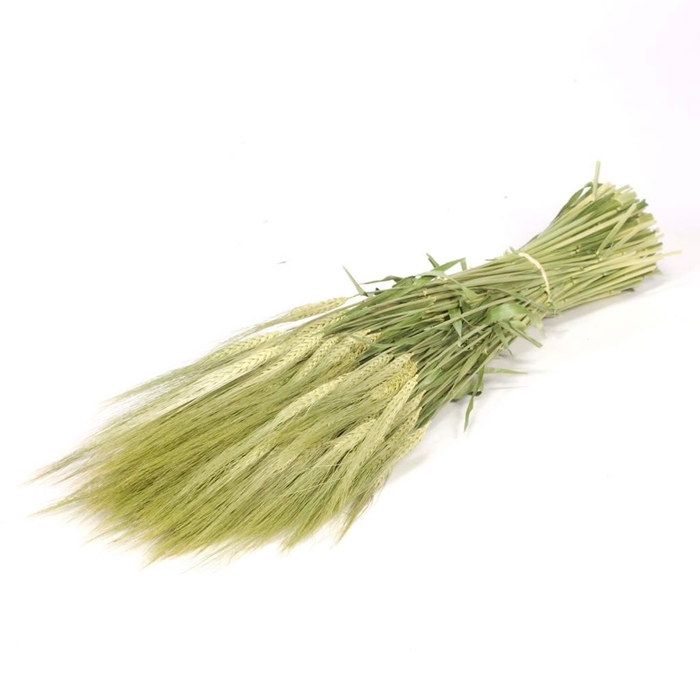 Gerst (hordeum) natural green