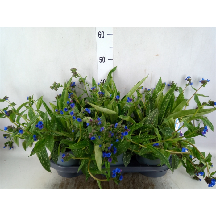 <h4>Pulmonaria angustifolia</h4>
