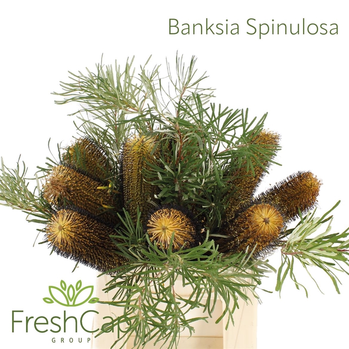 <h4>Banksia Spinulosa</h4>