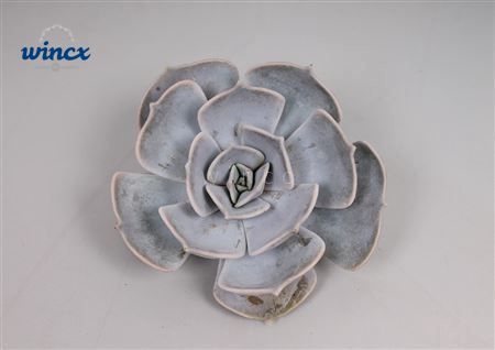 Echeveria Lilacina Cutflower Wincx-8cm