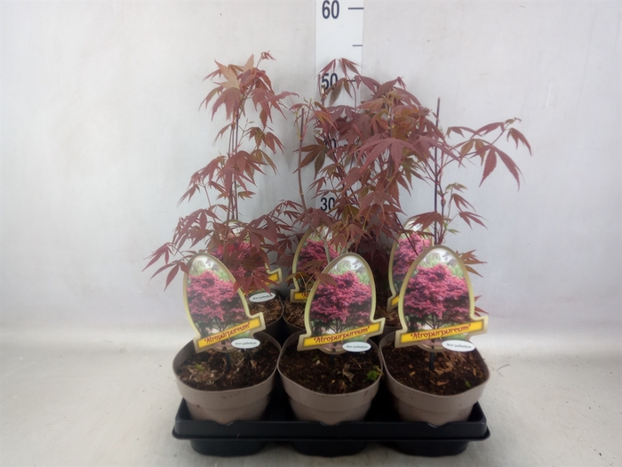 <h4>Acer palmatum 'Atropurpureum'</h4>