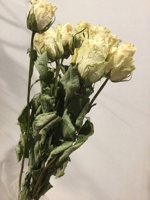 DRIED FLOWERS - ROOS ATHENA 10PCS