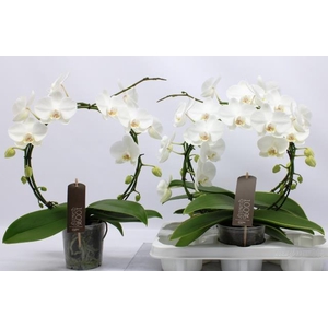 Phalaenopsis White 12Ø 45cm