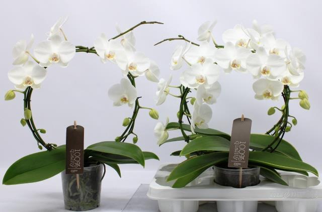 Phalaenopsis White 12Ø 45cm
