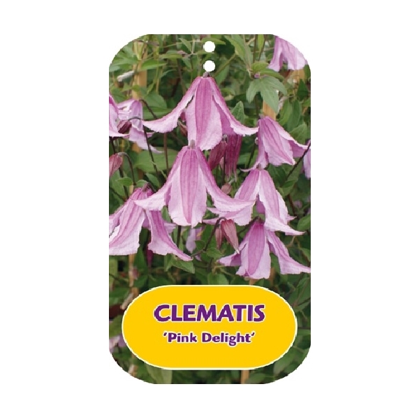 <h4>Clematis 'Pink Delight' PBR</h4>