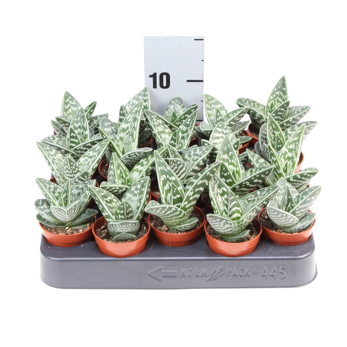 <h4>Aloe variegata</h4>