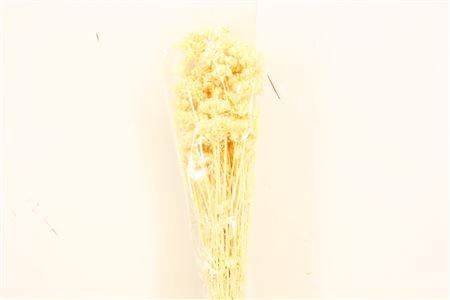 <h4>Dried Lonas Bleached Bunch</h4>