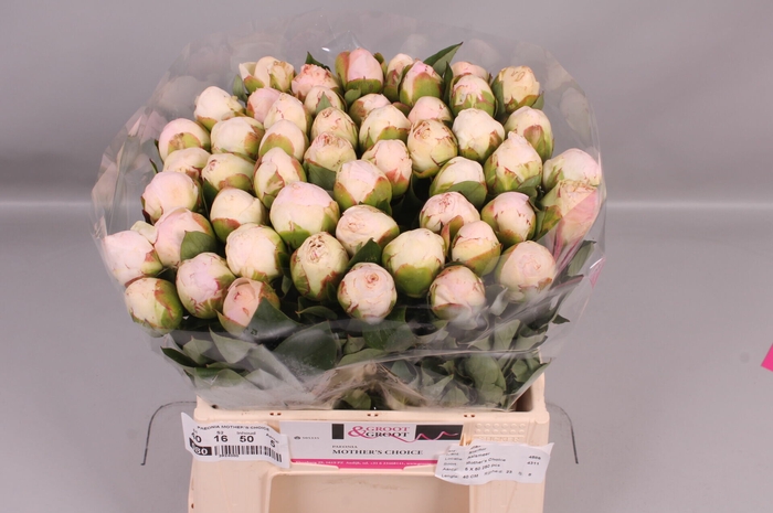 <h4>Paeonia Mothers Choice</h4>