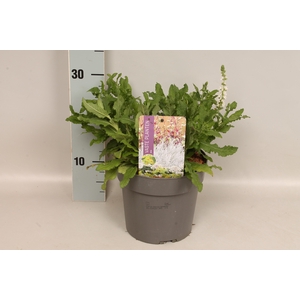 vaste planten 19 cm  Salvia nemorosa Schneehugel 