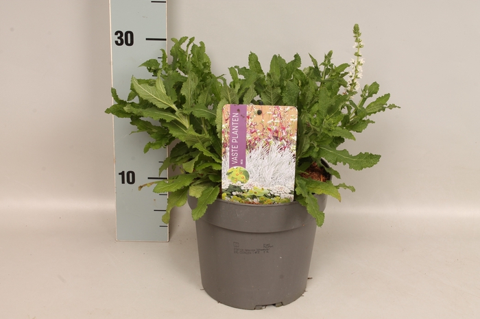vaste planten 19 cm  Salvia nemorosa Schneehugel