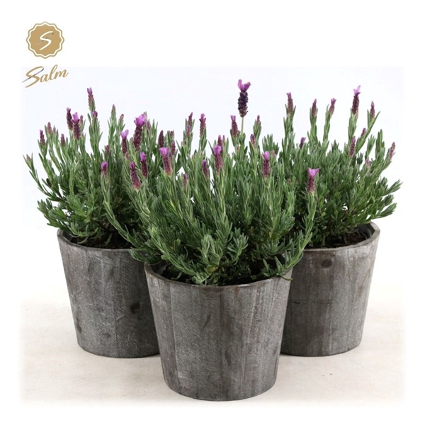 <h4>Lavandula st. 'Anouk'® Collection P15 in Wood</h4>