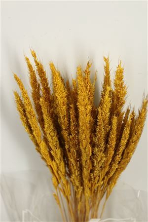 <h4>Dried Pinion Grass Yellow Bunch</h4>