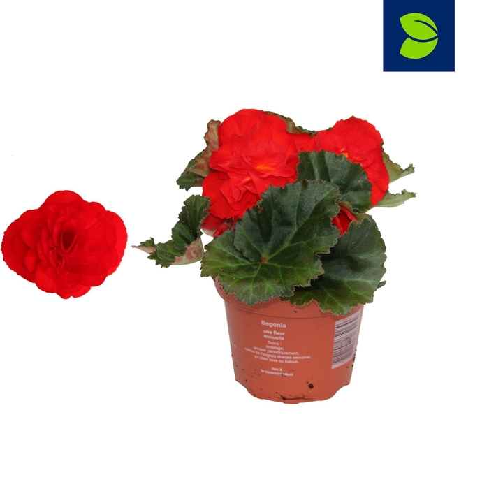 <h4>Begonia Fortune Scarlet Red</h4>