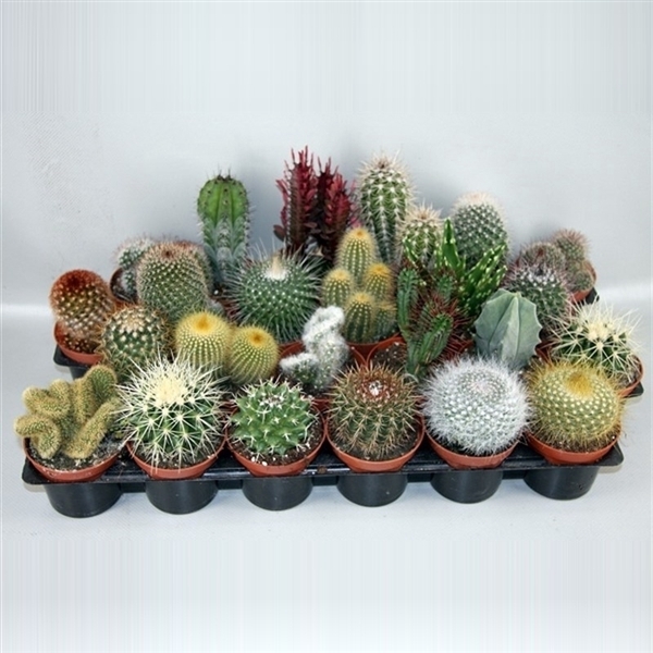 art.102 Cactus gemengd 8,5 cm