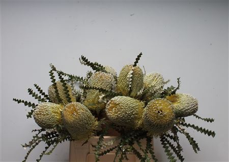 Banksia Speciosa