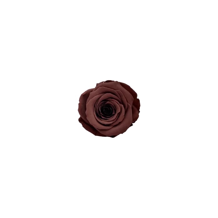 <h4>PRESERVED ROSES XL GRP-02</h4>