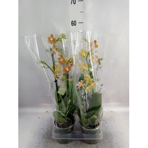 Phalaenopsis  'No7. Orange'