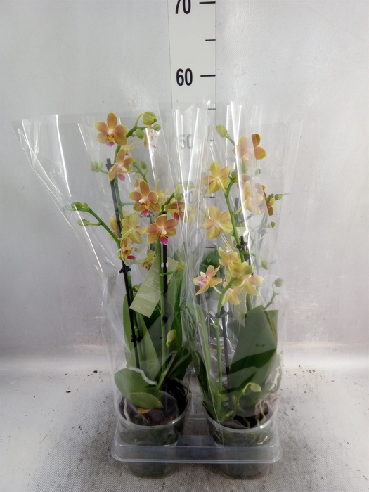 Phalaenopsis  'No7. Orange'