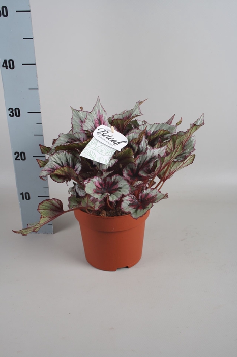 <h4>Begonia Beleaf gemengd</h4>