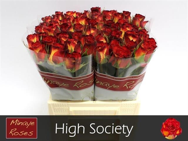 <h4>Rosa la high society</h4>