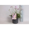 vaste planten 19 cm  Scabiosa 'Pink Mist'