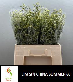 <h4>LIM SIN CHINA SUMMER</h4>