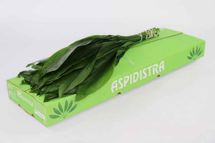 Leaf aspidistra per bunch