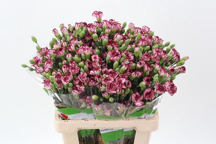 <h4>Dianthus sp mini bacarat</h4>