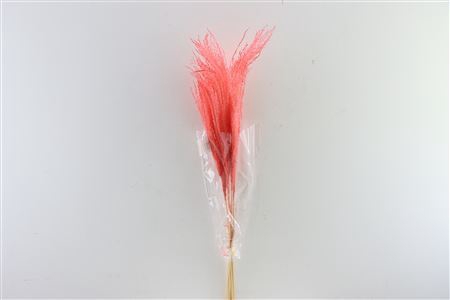 <h4>Dried Stipha Feather Cerice Large Bunch</h4>